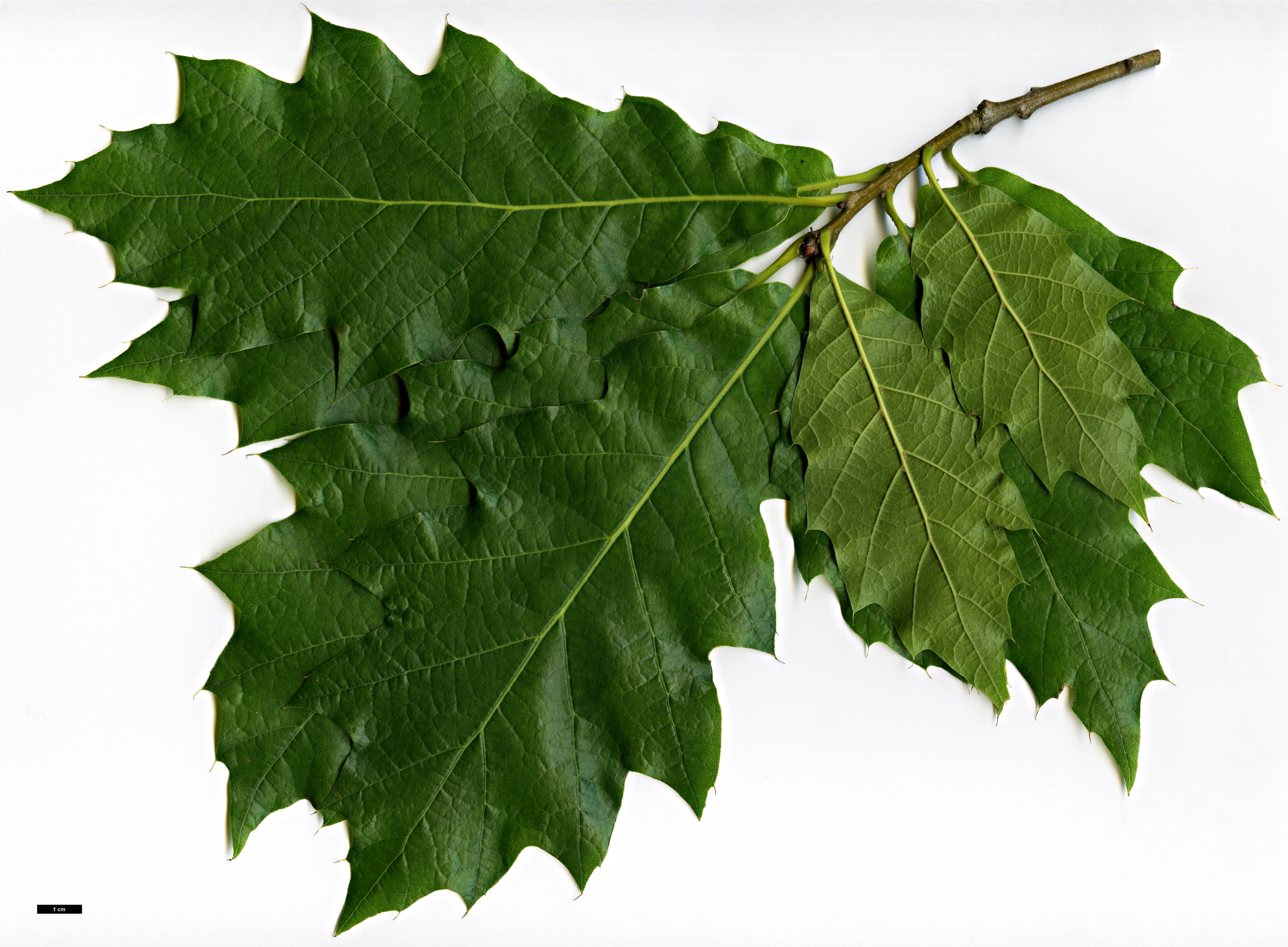 High resolution image: Family: Fagaceae - Genus: Quercus - Taxon: rysophylla hybrid